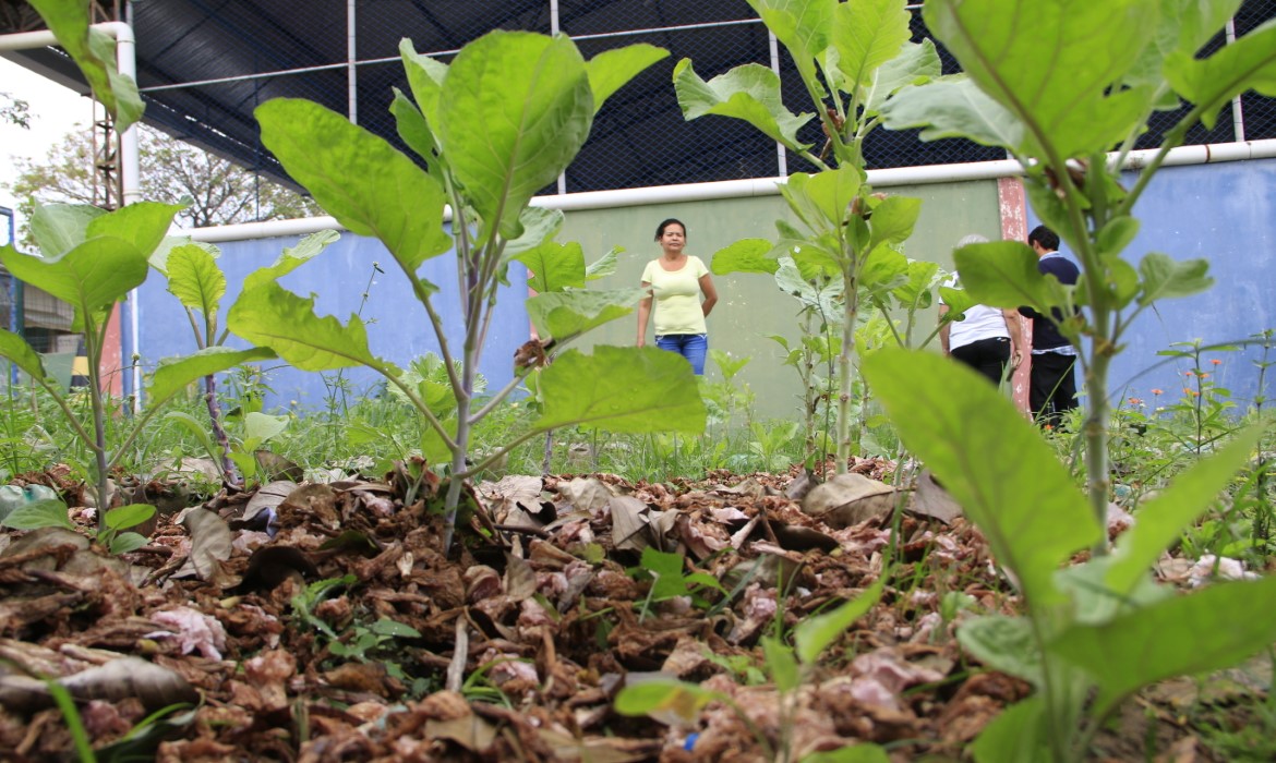 Flores de Ipê Rosa viram adubo no canteiro da EMEF Abílio Correia de Amorim