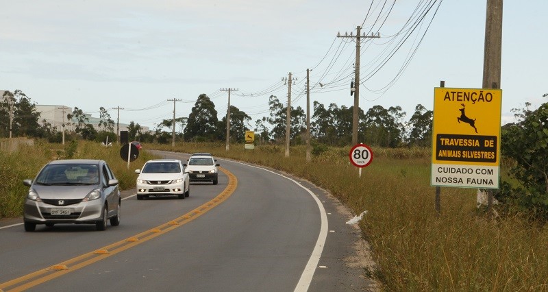 Atenção ao dirigir em estradas cercadas por matas