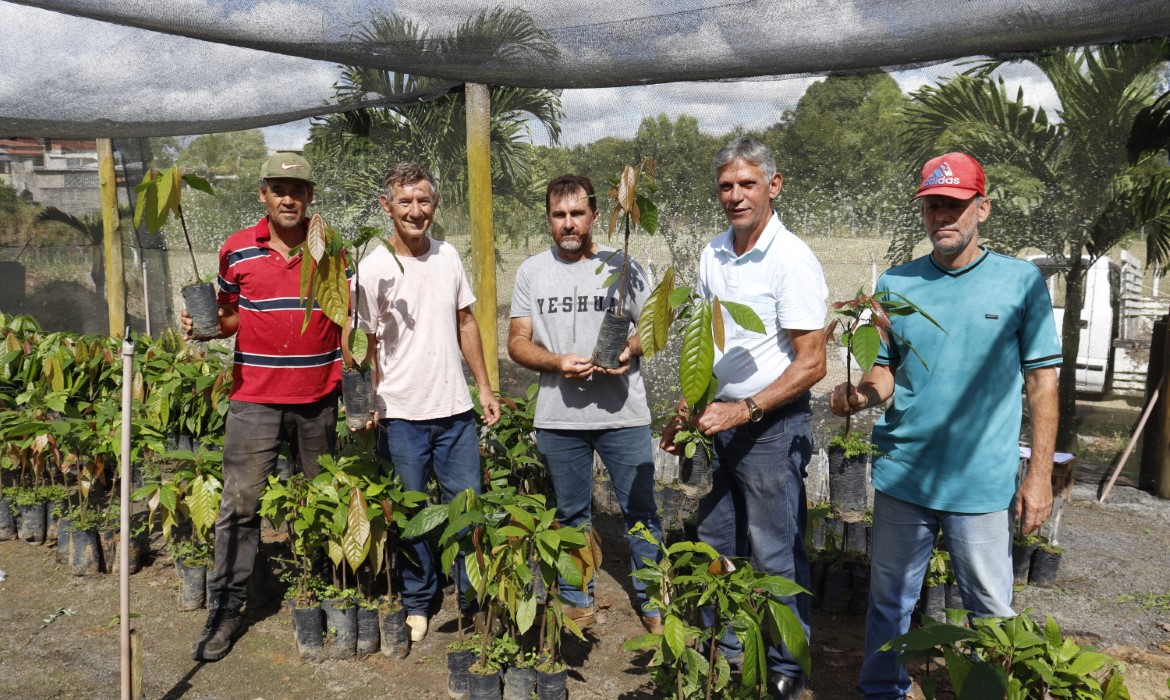 Novas mudas de enxertos de clones de cacau são entregues a produtores aracruzenses 