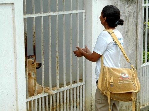 Saiba como proteger a sua família do mosquito da dengue