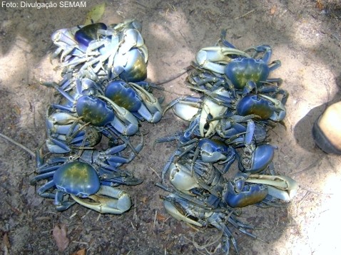 Duas dúzias de guaiamuns apreendidas no período de defeso em Aracruz