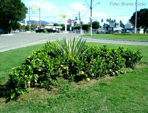 Curso gratuito de arborização urbana para profissionais de Aracruz começa hoje