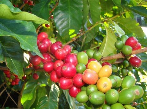 Nova Barragem e Dia de Campo sobre Cafeicultura em Jacupemba nesta sexta (06)