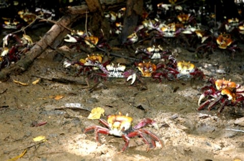 Cata proibida nos períodos de andada do caranguejo em 2009