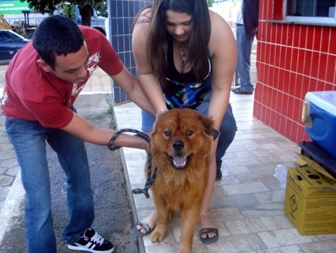 Começa hoje a Campanha de Vacinação Antirrábica: Mais de 15 mil animais devem ser vacinados