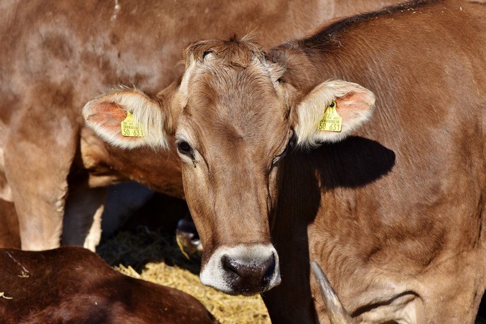 Febre Aftosa: tem início a primeira etapa de vacinação em bovinos e bubalinos de até dois anos 