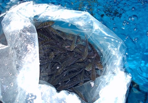 Aquicultores de Aracruz formam associação e fortalecem atividade no município