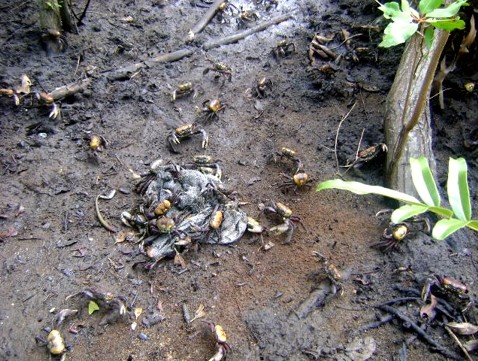 Período de Defeso do caranguejo-uçá e guaiamum começa nesta sexta-feira, dia 01