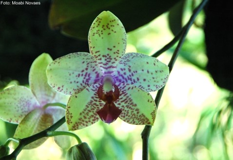 Neste fim de semana tem exposição de orquídeas em Guaraná