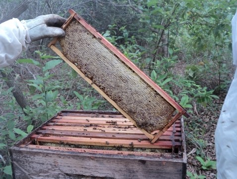 Apicultores expõem produtos e explicam atividade na I Feira do Mel de Aracruz