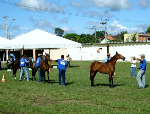 Aracruz recebe IV Exposição do Cavalo Mangalarga Marchador: só o sêmem pode valer mais de R$ 6 mil