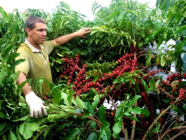 Dia de campo do café e 2ª fase do Concurso de Produtividade e Qualidade acontecem em Guaraná