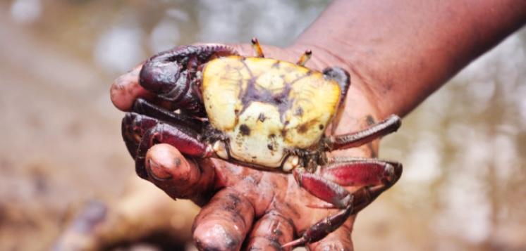 Vida no Mangue: tiradores de caranguejo com documentações pendentes têm até sexta para regularizar situação 