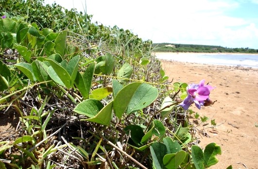 Vigilância reforçada para vegetação de restinga