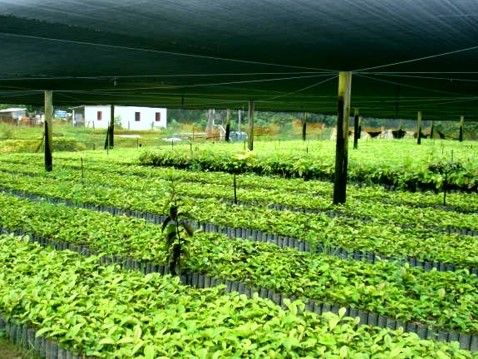 Produtores de Aracruz visitam viveiro de clones do conilon e aprendem tecnologia para a roça do café